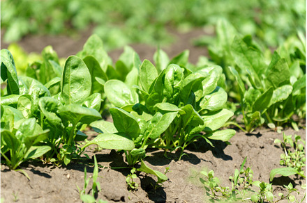 Green spinach growing in the garden, a Food & Drink Photo by darksoul72