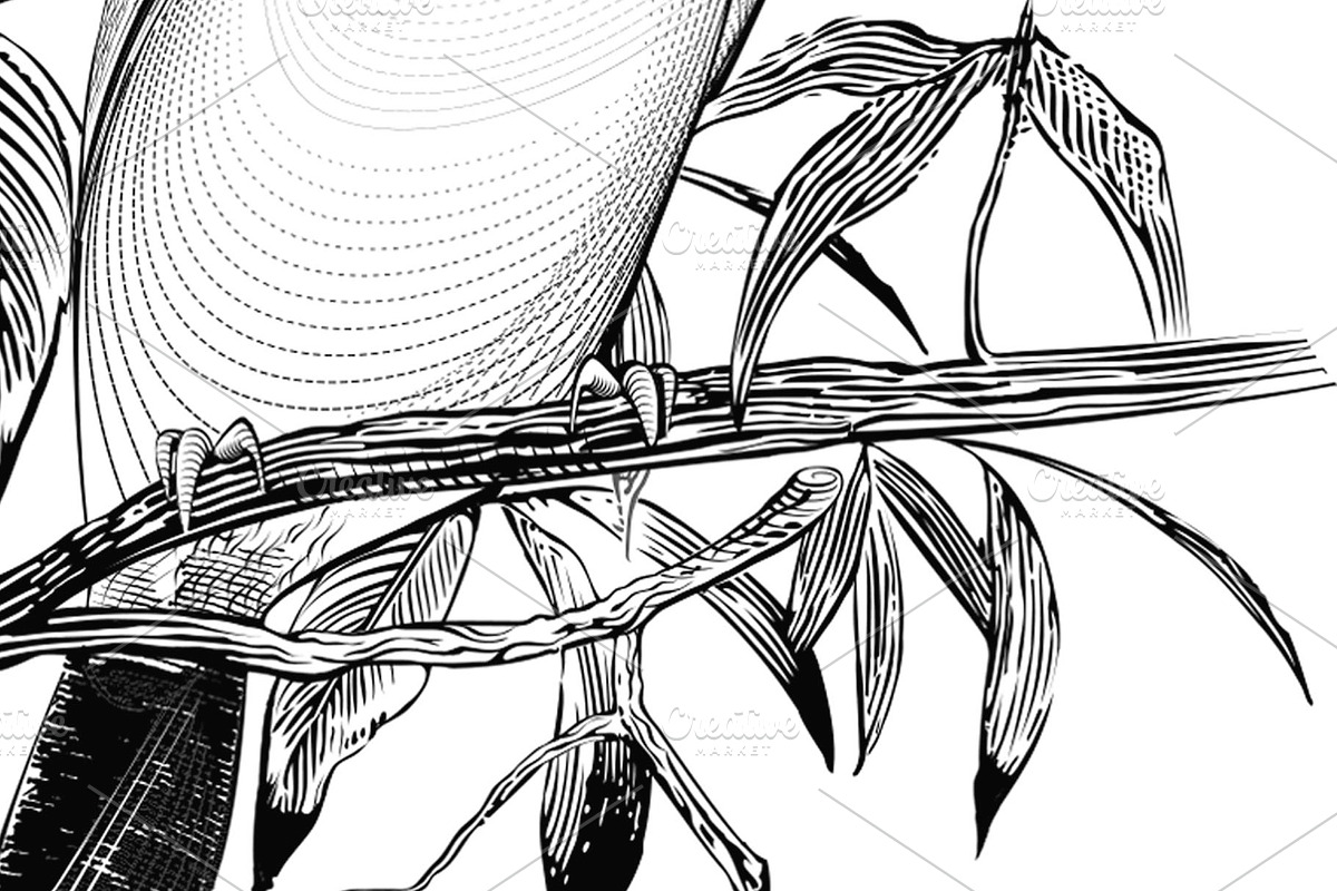 Bird Vector. Engraving illustration, an Animal Illustration by Tettygreen (Photo 3 of 3)