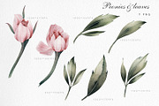 Watercolor Peony Collection, a Decorative Illustration by ollalya (Thumbnail 3 of 9)