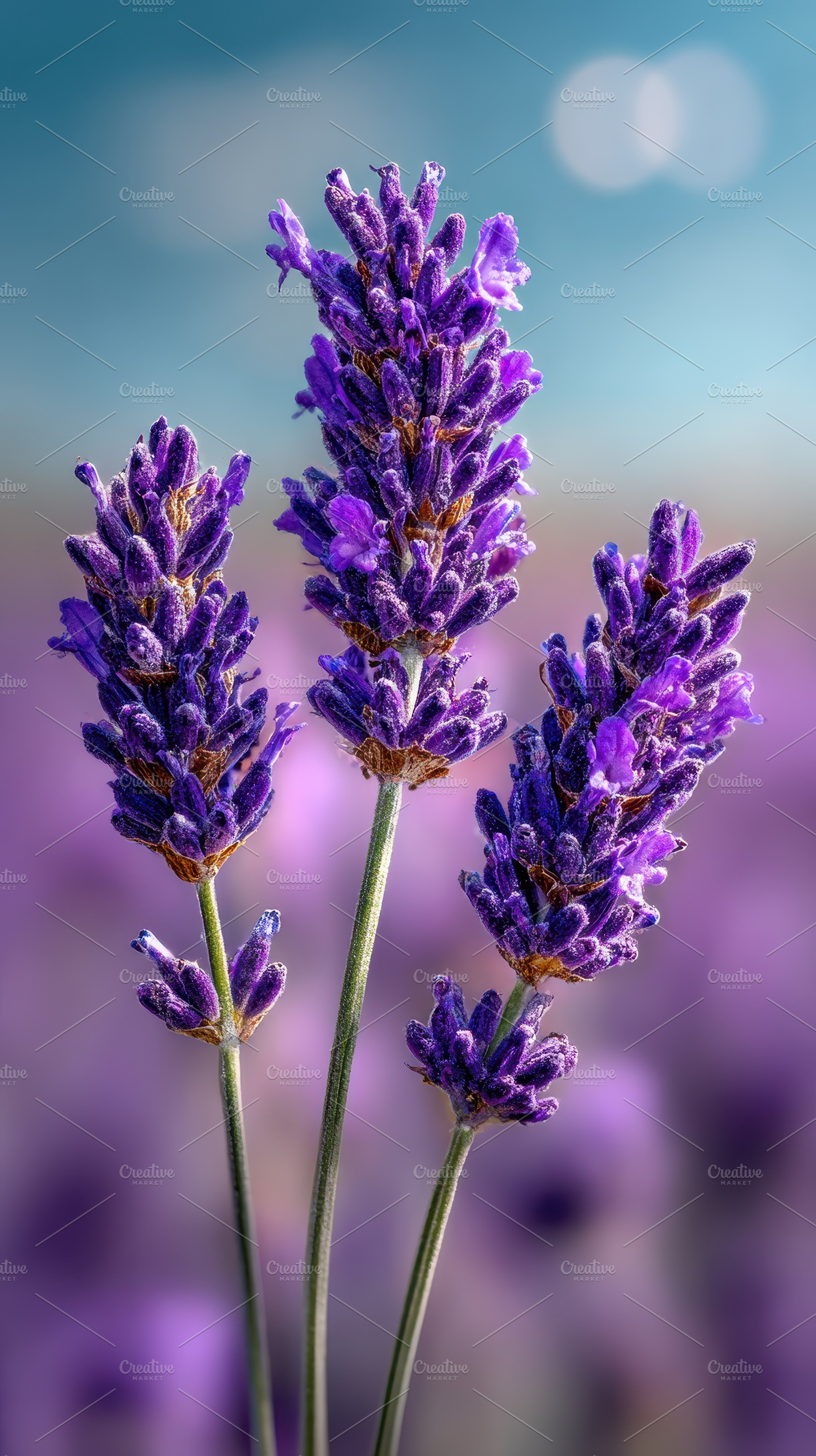 Three Lavender Blossoms in Purple Fi, a Photo by Pixeness Studio