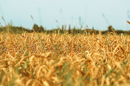 Wheat field. The concept of the global food crisis.