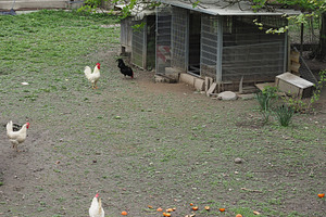 cocks and hens, a Photo by WorldOfPhotos