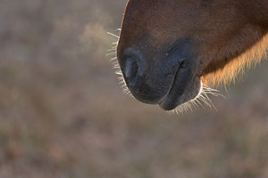 Straight from the horse's mouth