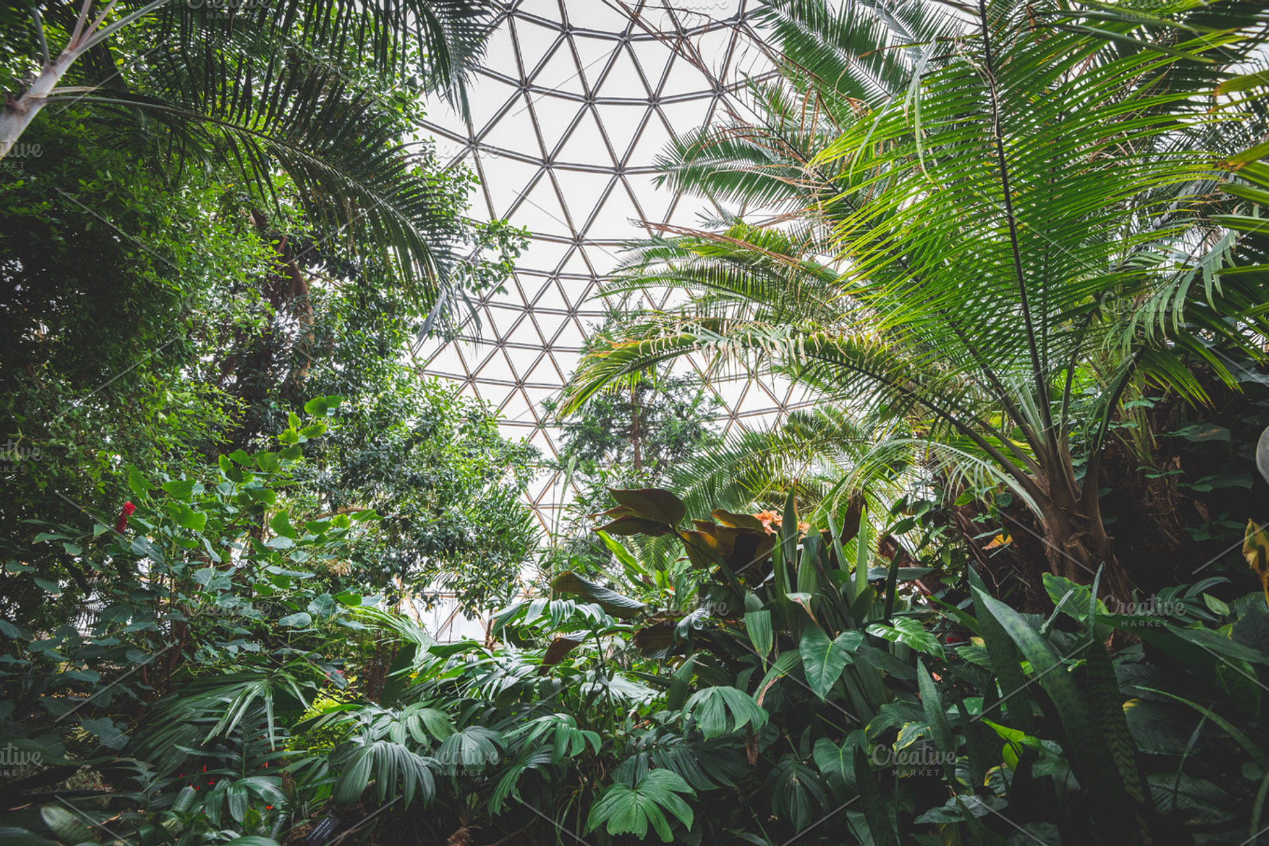Indoor tropical rainforest, a Nature Photo by Kelly Van de Vliet