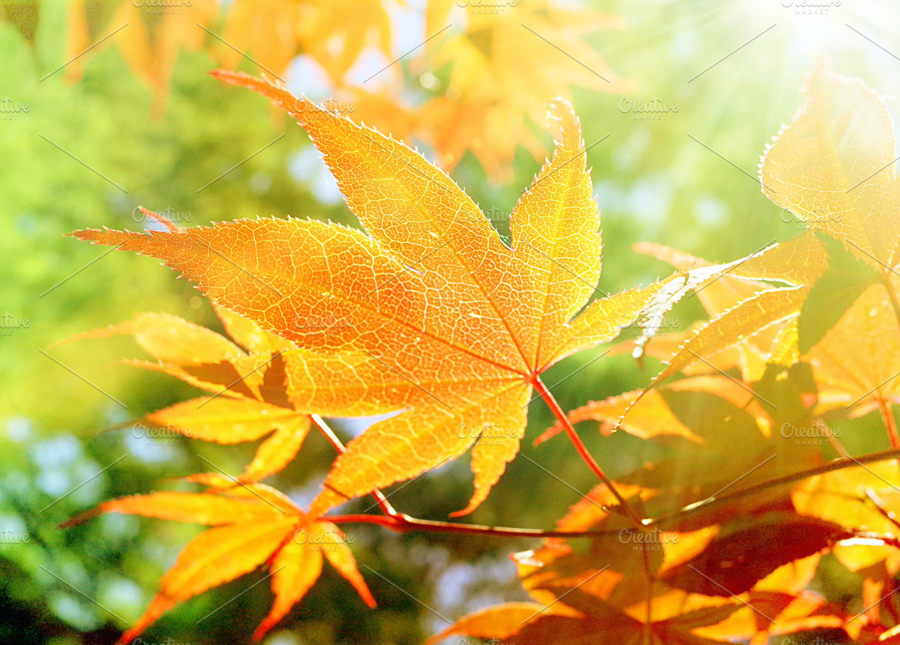 Autumn Leaves and Sunlight, a Background Photo by kristiangallagher