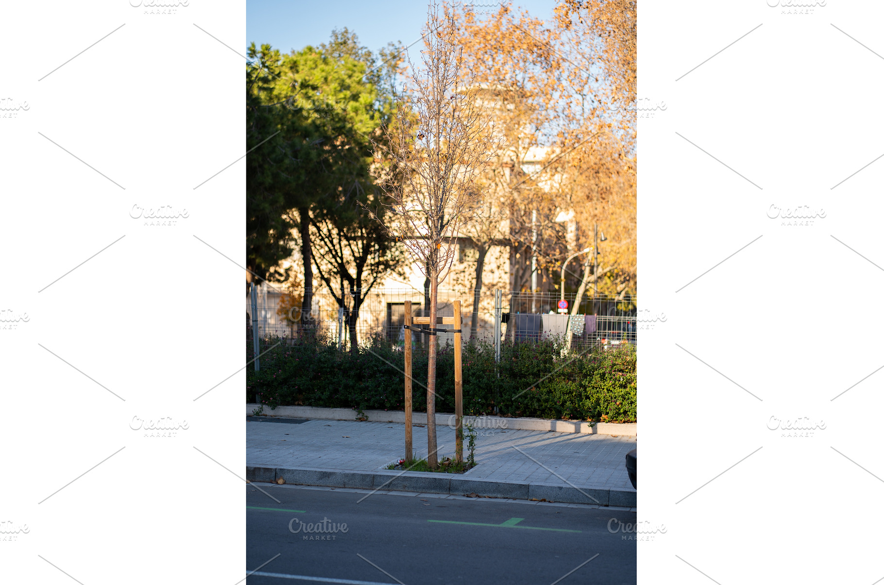 Urban tree receiving support on a, a Nature Photo by volodymyrshtun13795