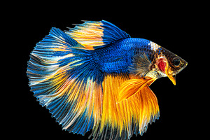 Movement beautiful of colorful siame