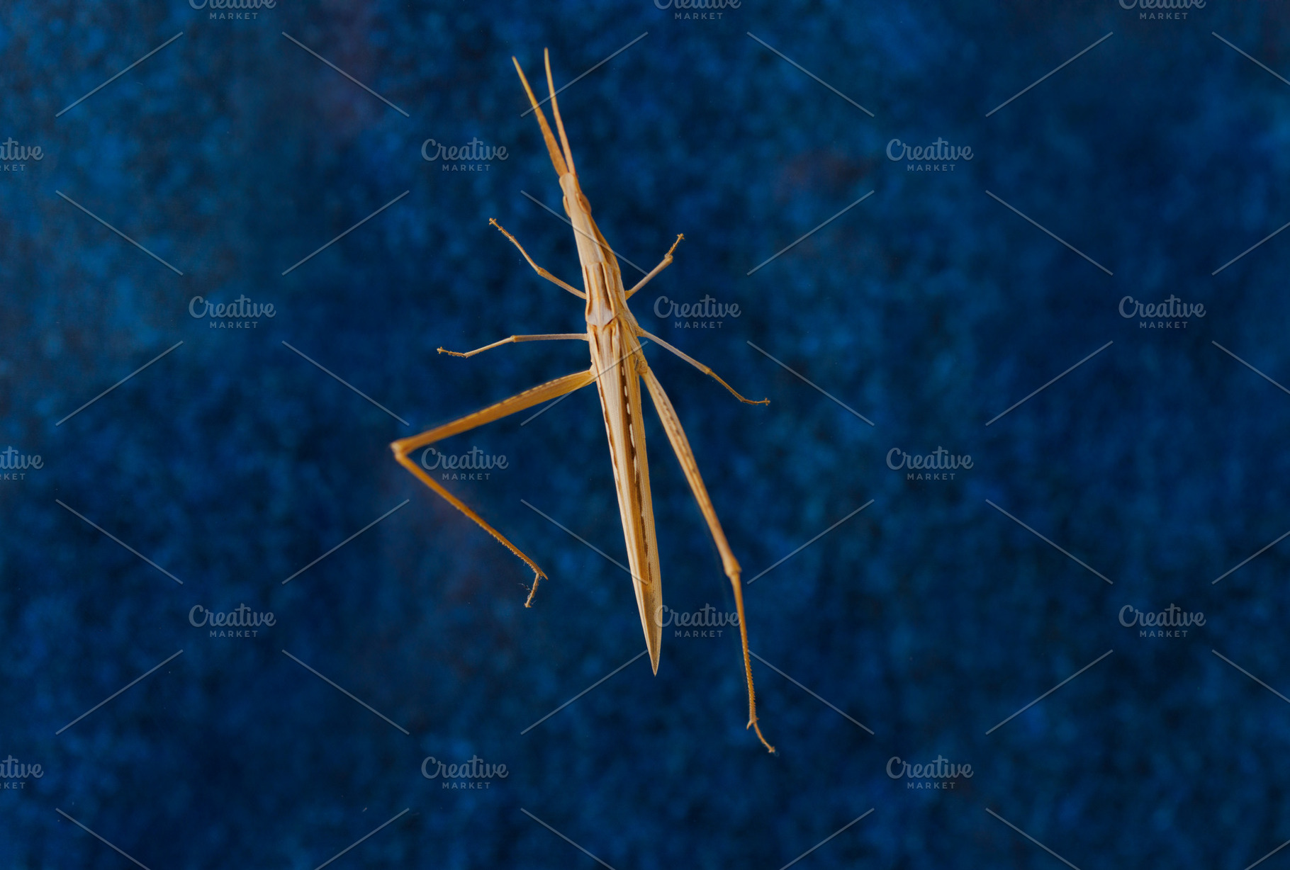 Close up of grasshopper, Acrida ungarica, an Animal Photo by Bepslabor