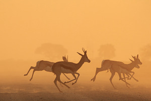 Springbok - Wildlife Colors Wild