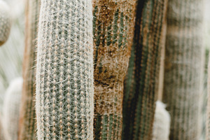 Minimalist Desert Cactus Portrait, a Nature Photo by René Jordaan Photography