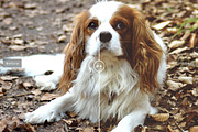 Pet Photoshop Actions Collection, an Action Add-On by Creativetacos (Thumbnail 4 of 7)