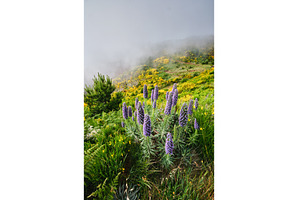 Madeira landscape with Pride of, a Nature Photo by f9photos