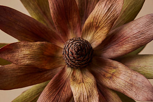 Macro Dried Leucadendron Flower, a Nature Photo by Virgo Studio