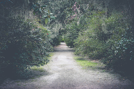 Bridge In Woods Featuring Bridge Nature And Hiking preview 6