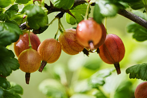 Close-up of ripe red gooseberries hanging on a branch with water droplets. Fres, a Nature Photo by Rohan Photography
