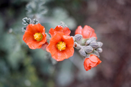 Desert Flowers #2