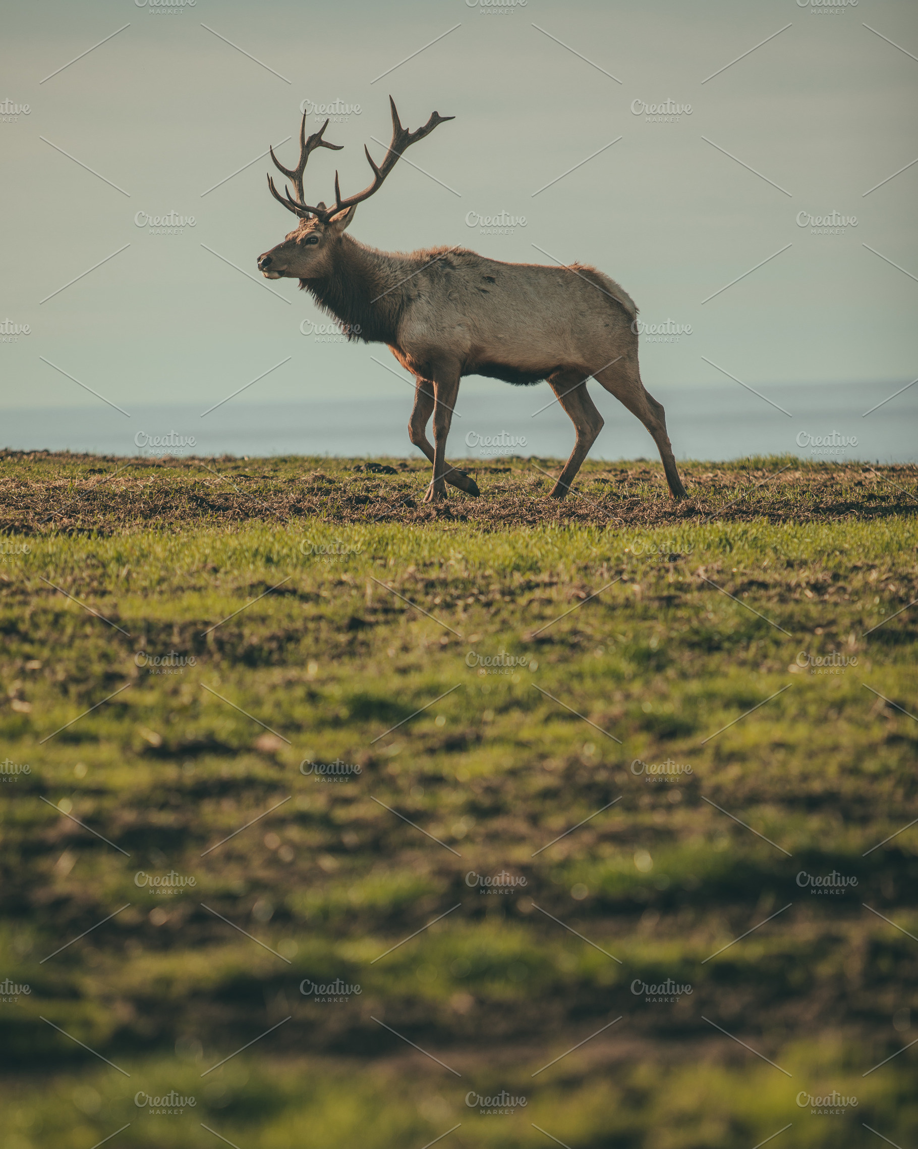 Elk stock photograph, a Nature Photo by Moth Owl Photography