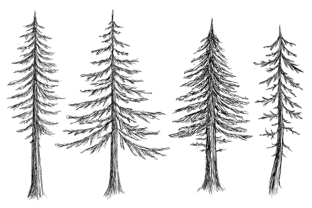 Hand Drawn Pine Trees, an Illustration by Dene Studios (Photo 5 of 6)