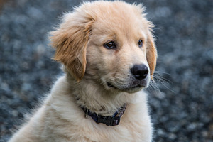 Golden retriever puppy containing dog, puppy, and canine