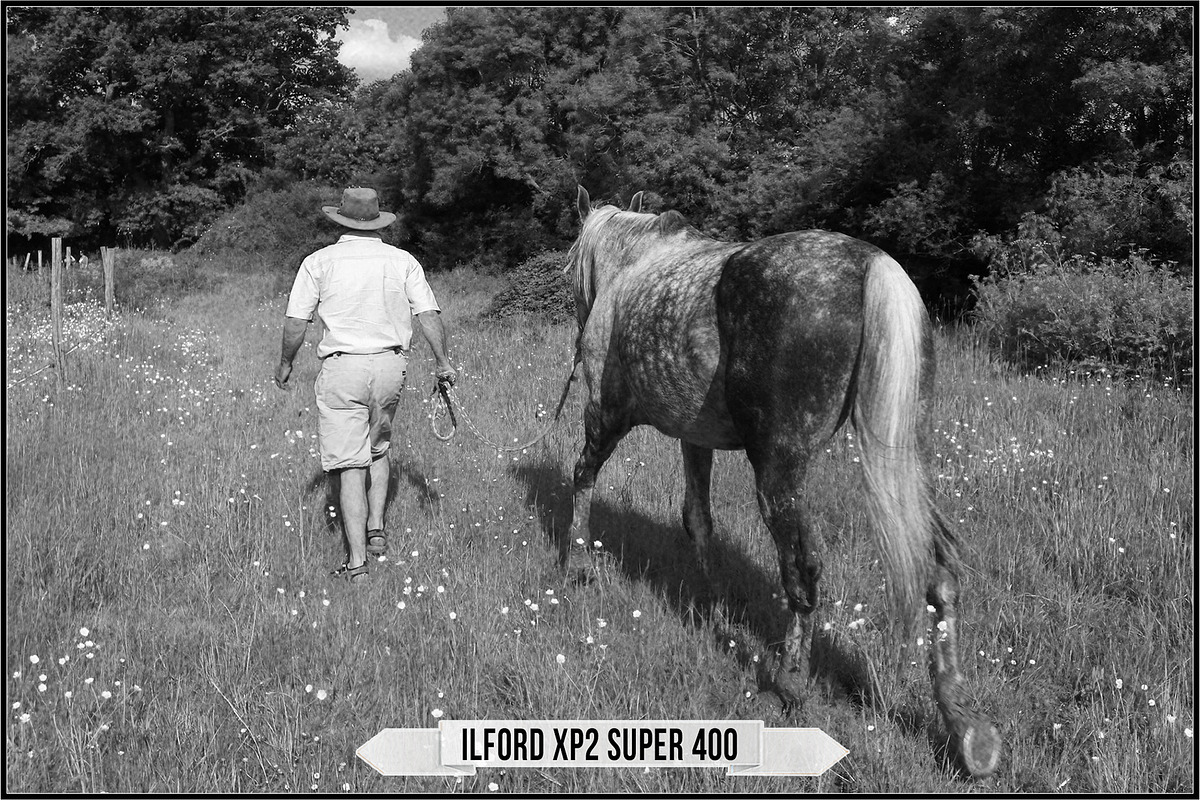 Ilford Films LUTs, a Plug-in Add-On by Raztrend (Photo 16 of 30)