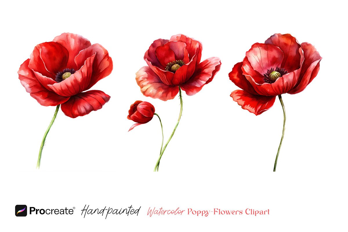 Watercolor Poppy Flowers Clipart, a Decorative Illustration by crafty (Photo 6 of 8)