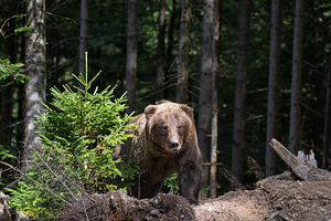 Brown bear foraging in a forested area with green foliage and tr