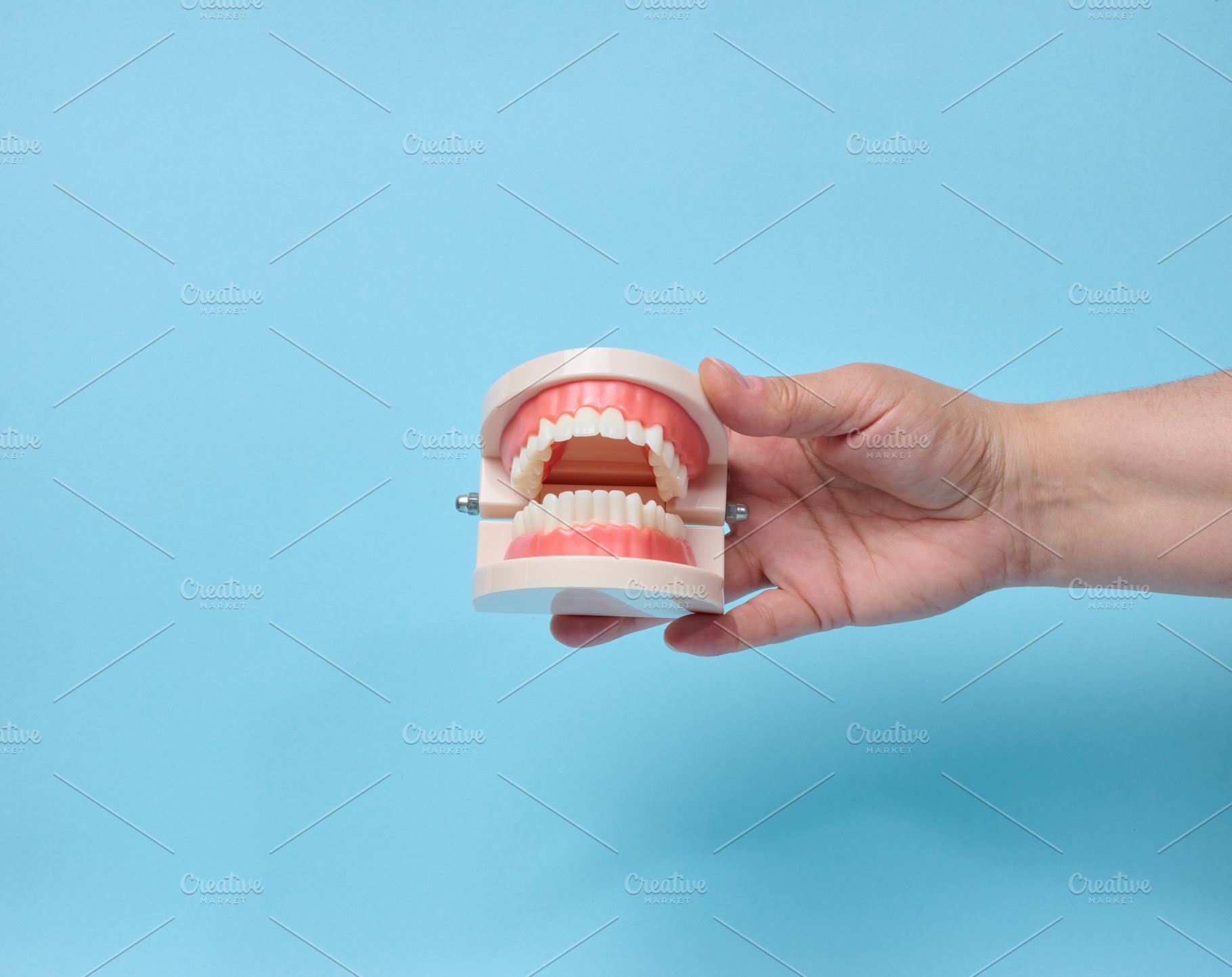 A person holding an anatomical jaw model with teeth against a bl, a Health & Medical Photo by ndanko