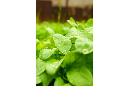 Spinach leaf growing in the spring, a Food & Drink Photo by darksoul72