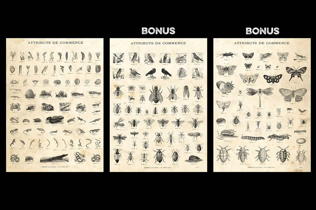 Animals + bonus / vintage engravings preview 5