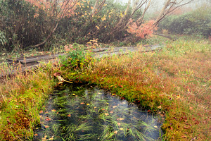 Japan Alpine Autumn & Misty Forests