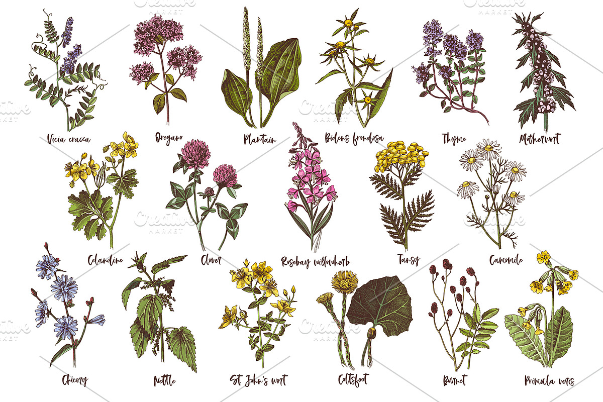 Hand drawn medicinal herbs, a Healthcare Illustration by handsketched (Photo 6 of 14)