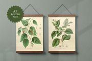 25 Medicinal Botany Prints, a Decorative Illustration by The Object Atlas (Thumbnail 4 of 6)