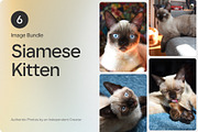 6 Image Bundle: Siamese Kitten, an Animal Photo by Happiestscone Photography (Thumbnail 1 of 2)