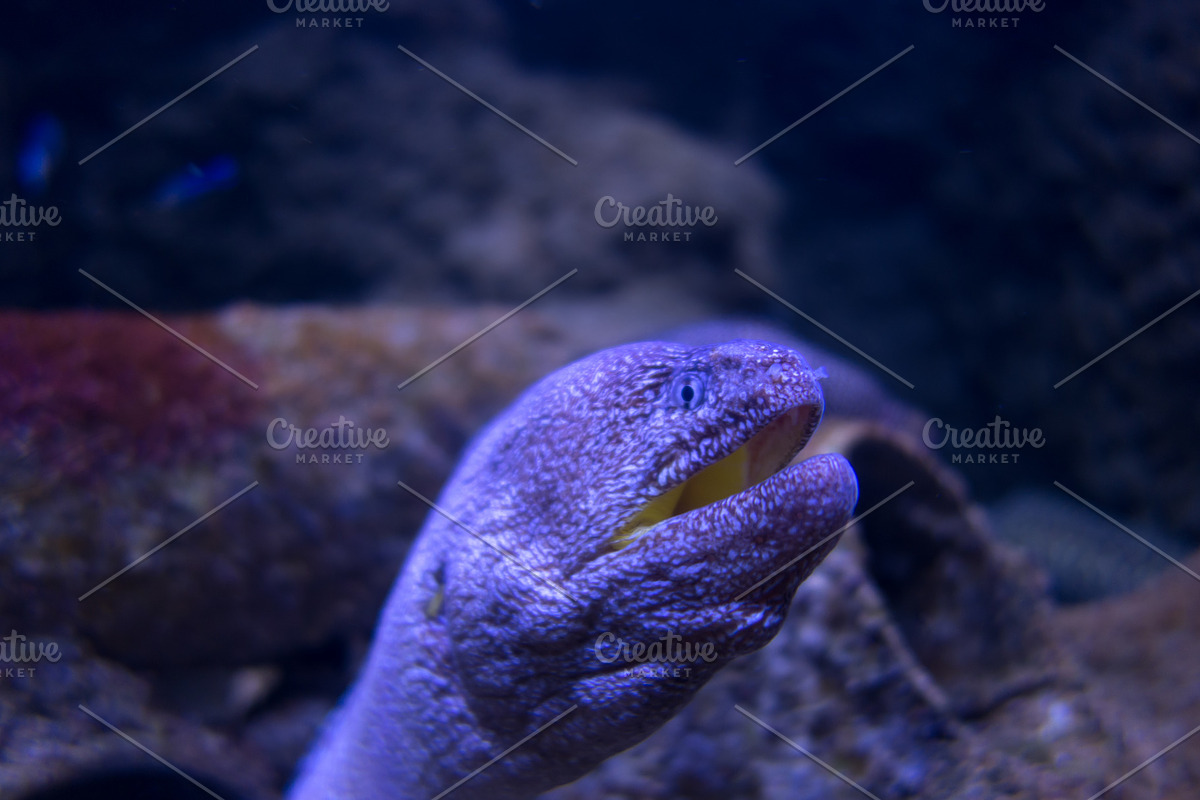 Moray eel in a coral reef, an Animal Photo by GoodGoods (Photo 11 of 18)