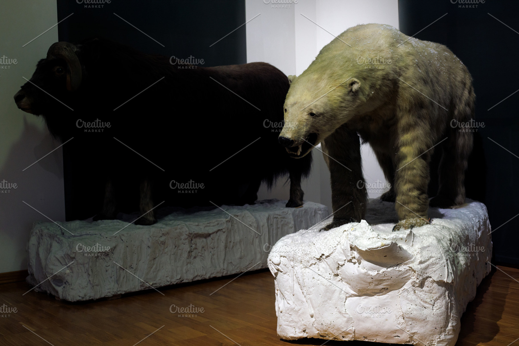 Ursus maritimus, Polar bear stuffed, an Animal Photo by Bepslabor