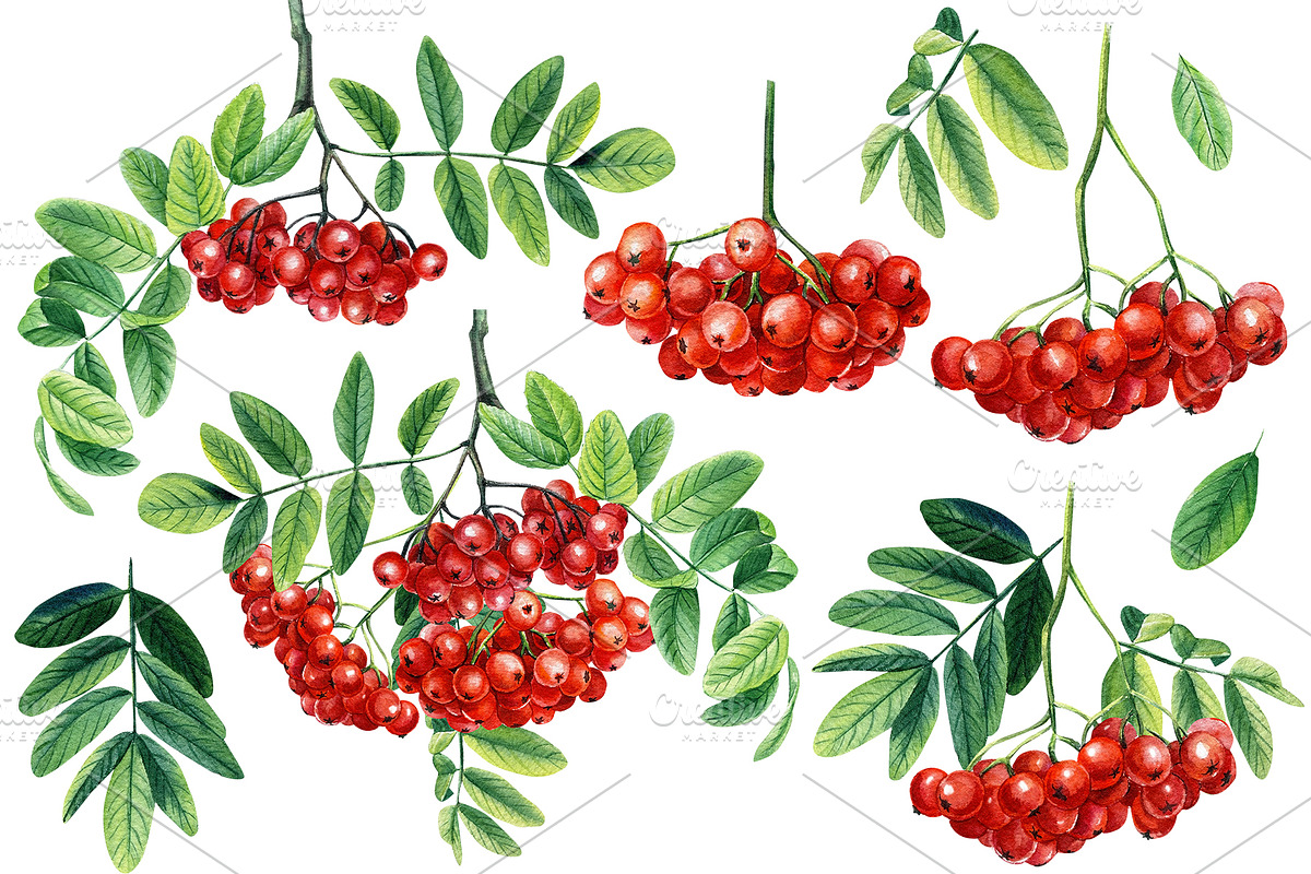 Watercolor Fresh Berries, a Decorative Illustration by Hanna Hryharenka (Photo 7 of 16)