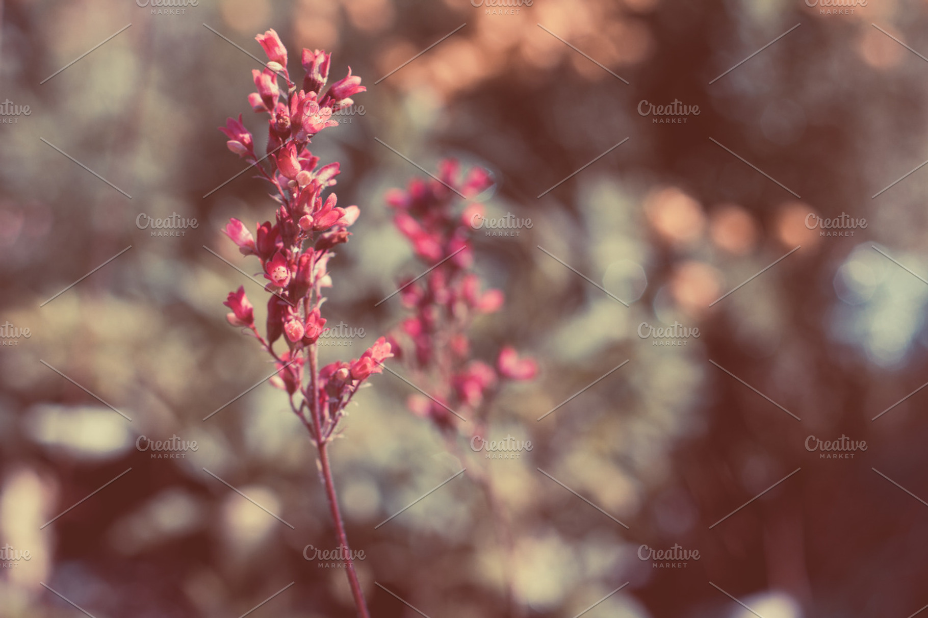 Red Flower Containing Red Flower And Summer