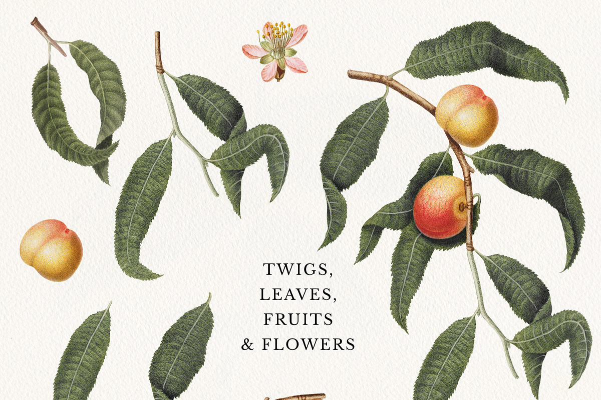Vintage Peach Botanical Graphics #02, an Object Illustration by Olga Begak Art & Design (Photo 2 of 8)