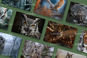 45 Majestic Owl Stock Photos, an Animal Photo by Incomelion (Thumbnail 8 of 13)