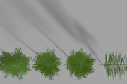 Eucalyptus tree #1, an Environmental 3D Model by AndrewWhite (Thumbnail 6 of 13)