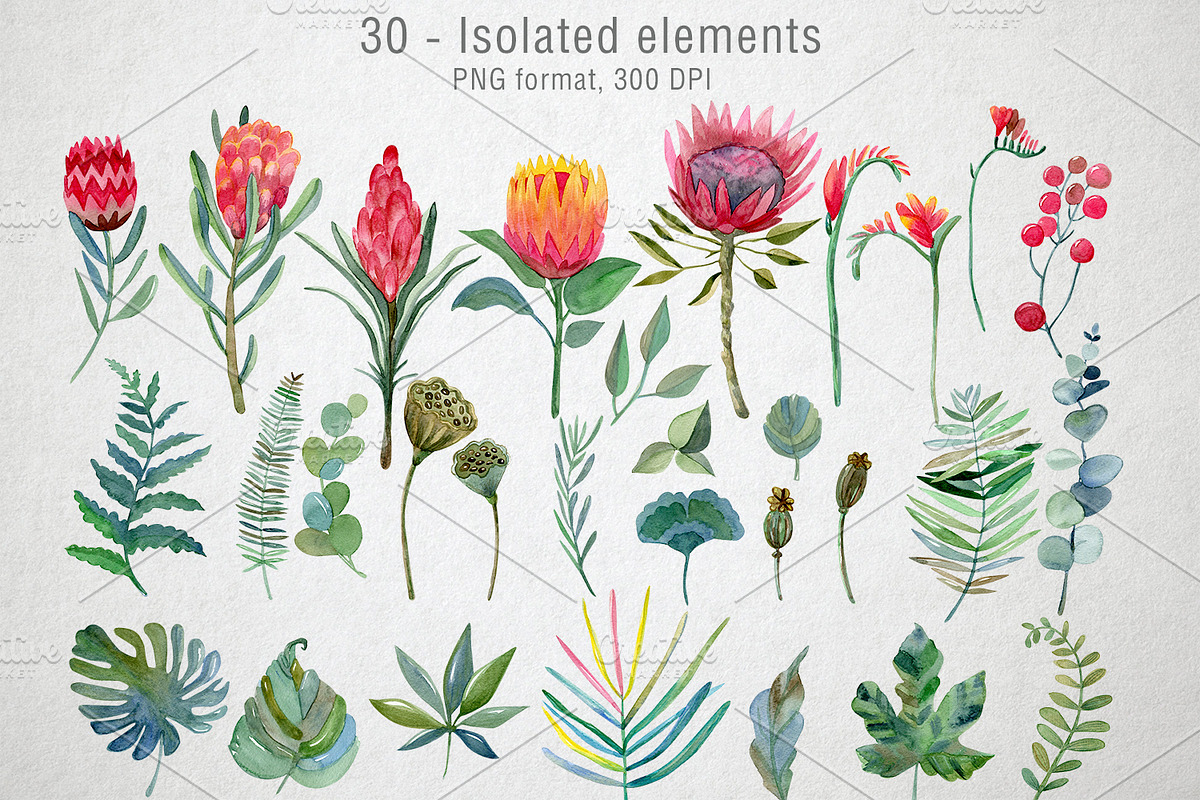 Watercolor Protea set, a Decorative Illustration by annasokol_ (Photo 2 of 8)