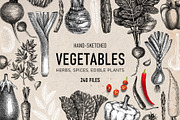 Vegetables & Herbs Vector Sketches., an Object Graphic by Yevheniia (Thumbnail 1 of 11)