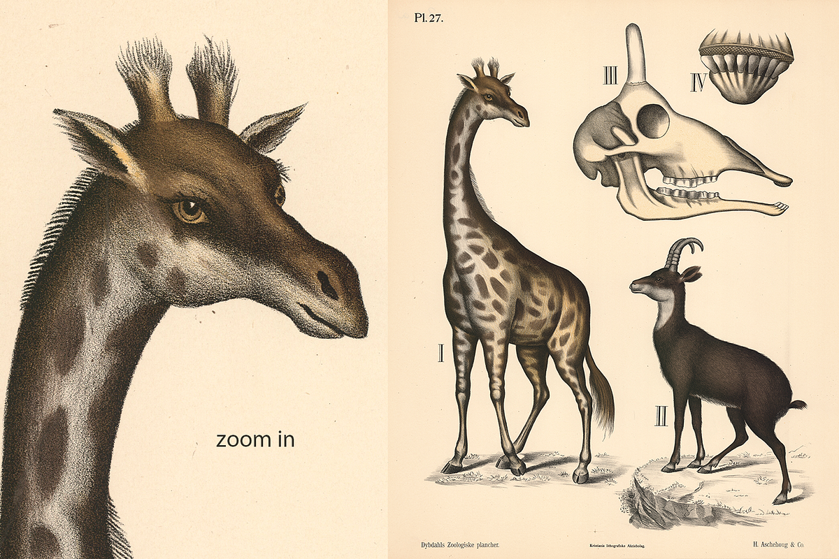 Dybdahl's Zoological Charts, an Animal Illustration by Digital Museum (Photo 4 of 9)