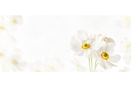 White flowers anemone Honorine