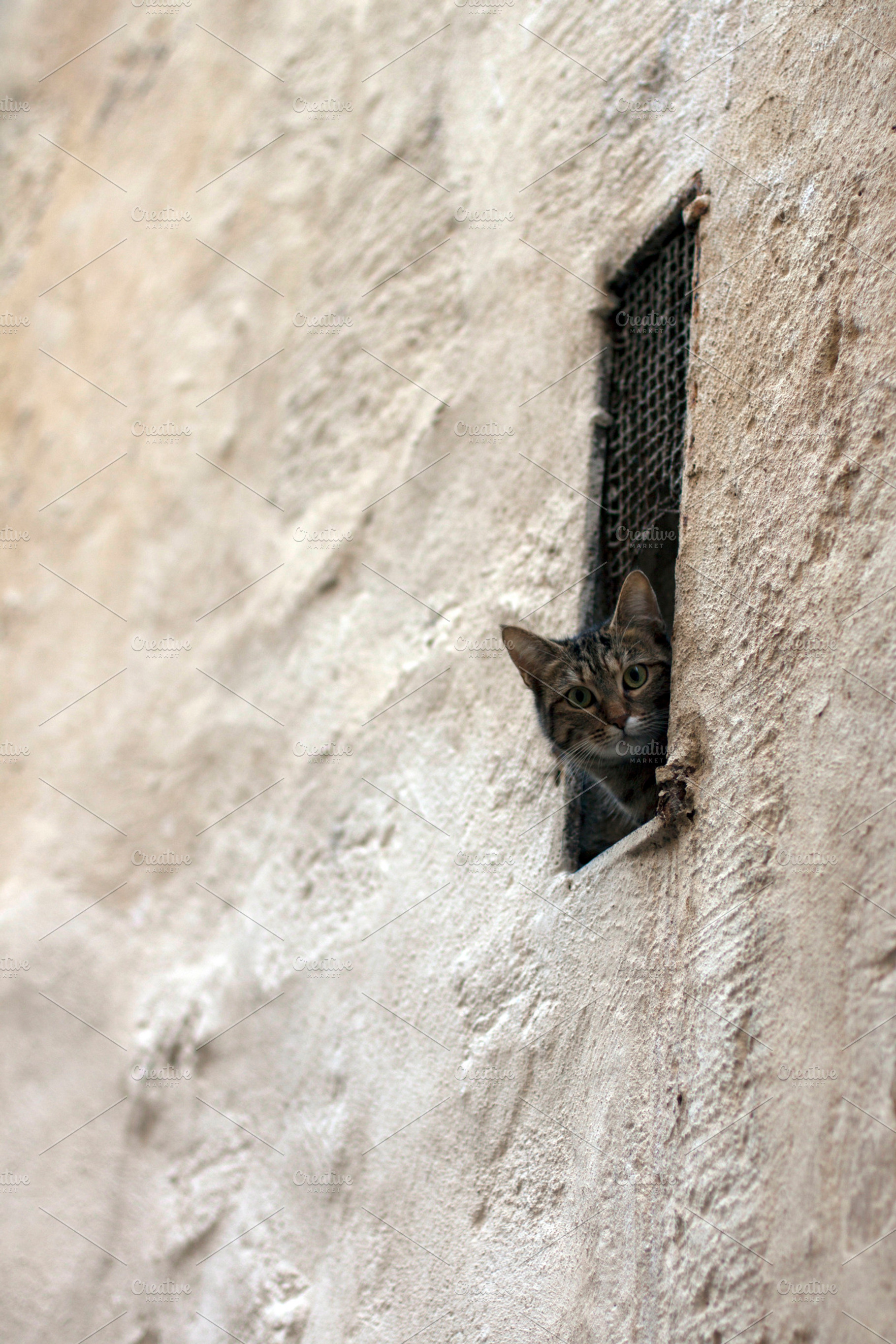 Curious Cat Ii Stock Photo