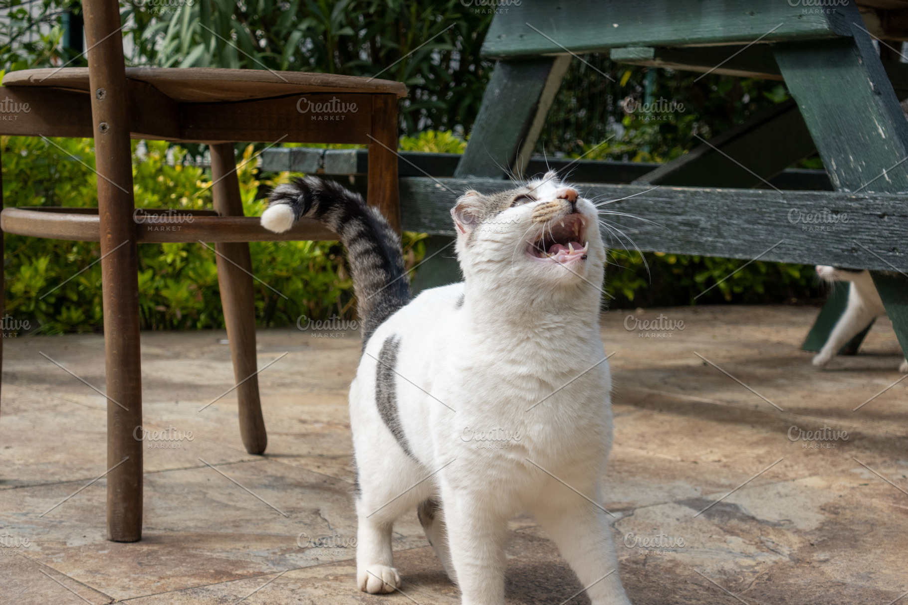 Playful Street Cat in Daylight, an Animal Photo by Designshot