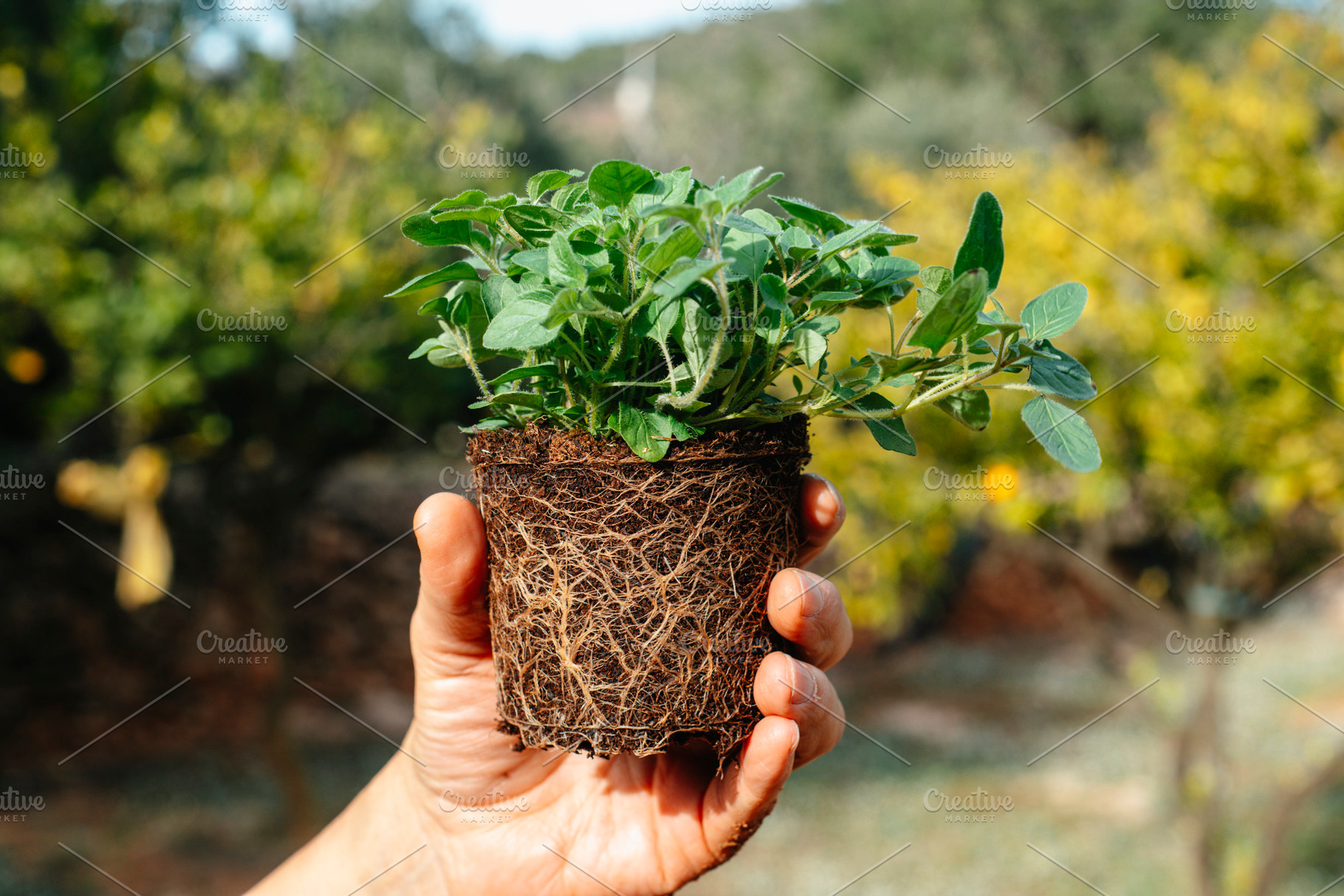 an oregano plant held in the hand of a man, a Photo by Nito
