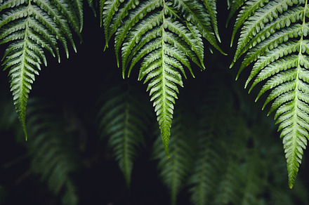 Fern Leaves,Dark green fern foliage, a Nature Photo by Art Rachen