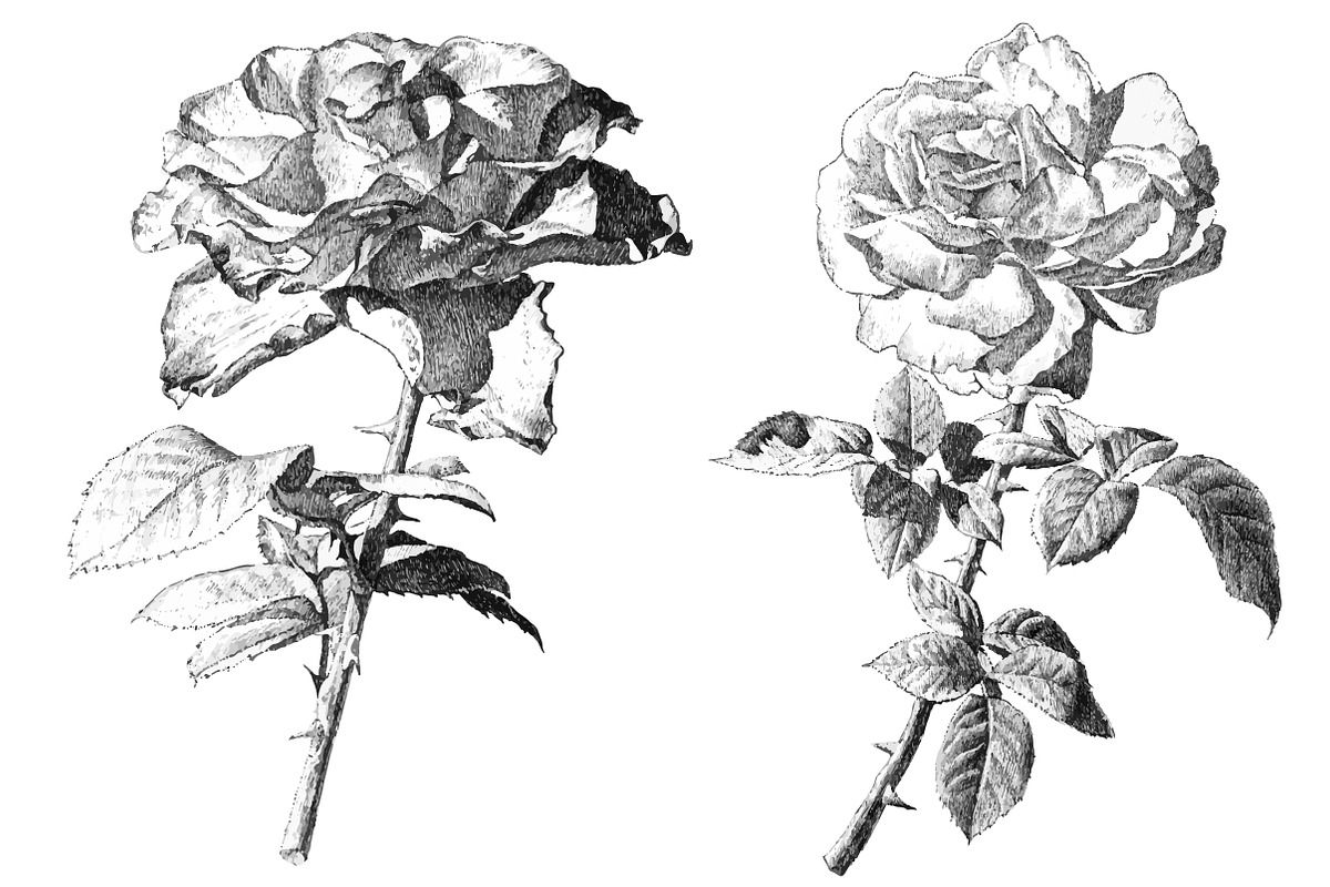 Realistic roses. Hand drawing., an Illustration by rednex