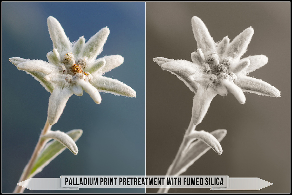 Platinum Palladium Prints LUTs, a Plug-in Add-On by Raztrend (Photo 29 of 32)